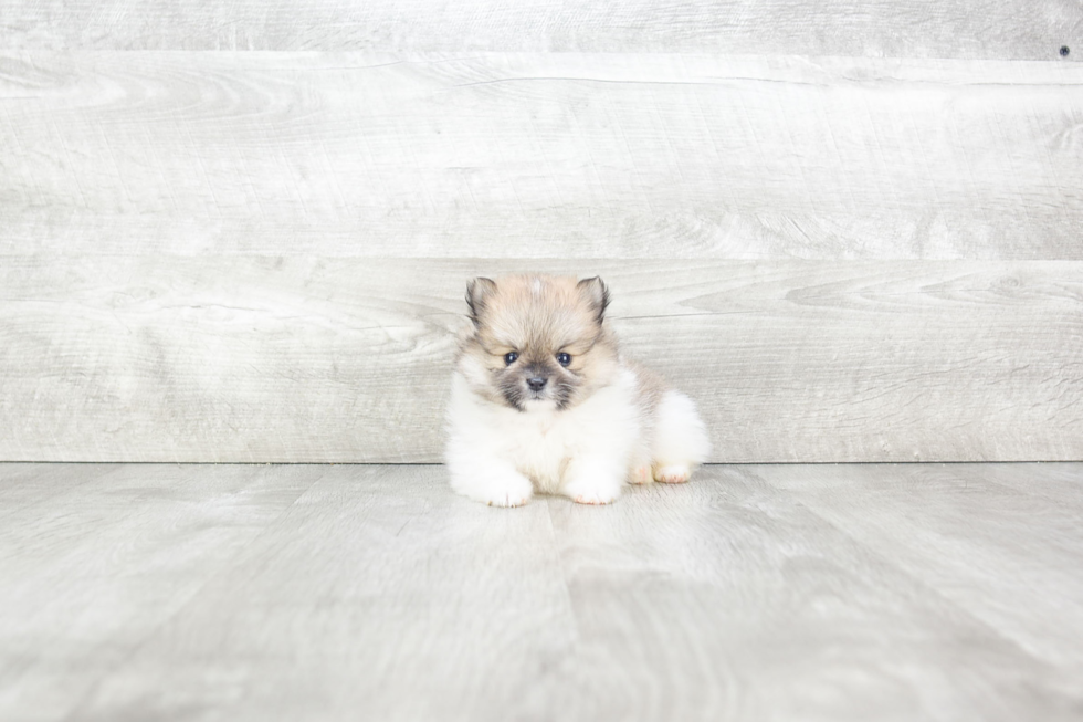 Cute Pomeranian Purebred Puppy