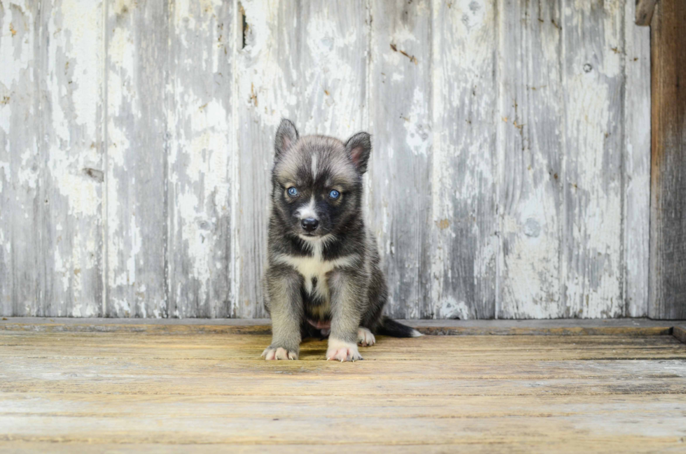 Pomsky Puppy for Adoption