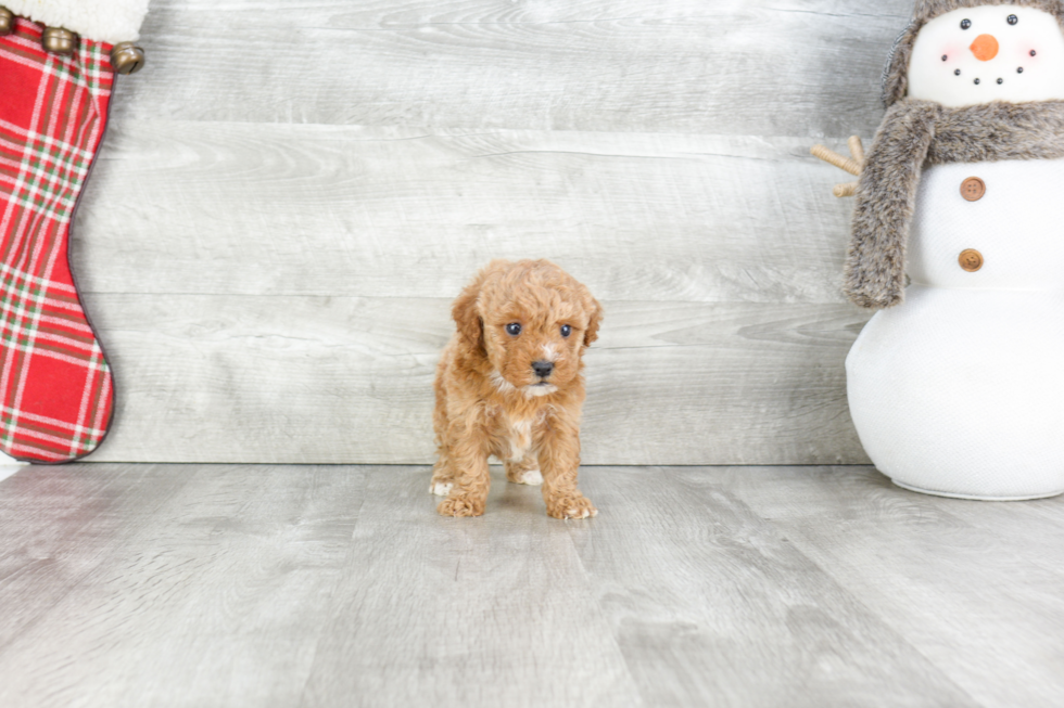 Smart Cavapoo Poodle Mix Pup