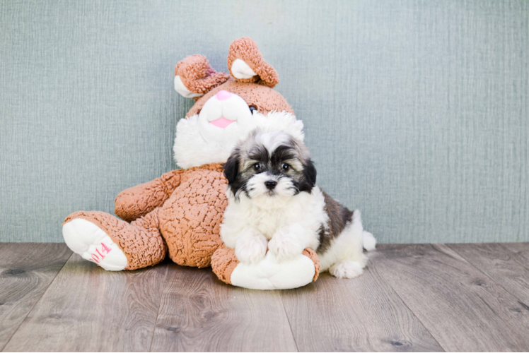 Havanese Pup Being Cute