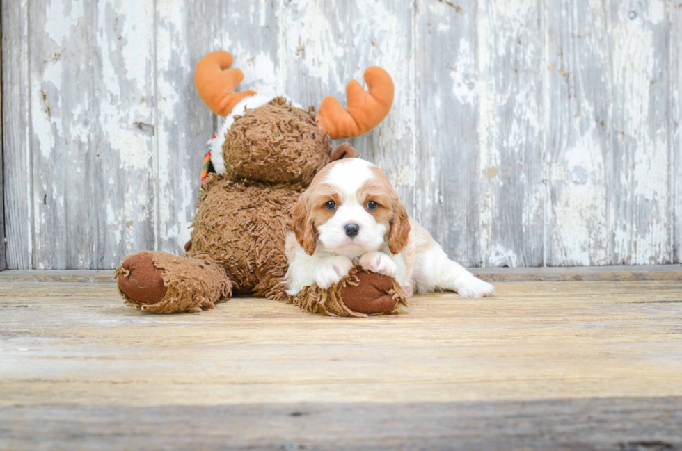 Fluffy Cavalier King Charles Spaniel Purebred Puppy