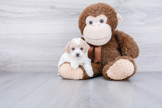 Maltipoo Puppy for Adoption