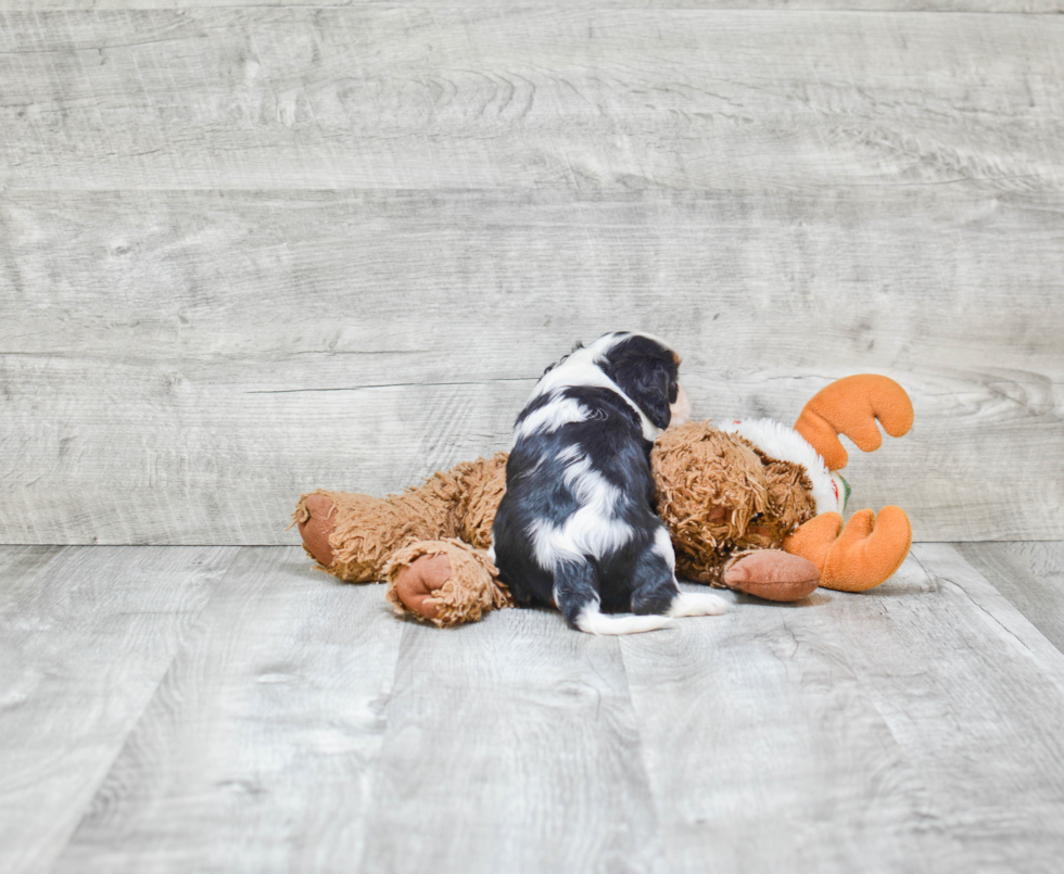 Playful Cavalier King Charles Spaniel Baby