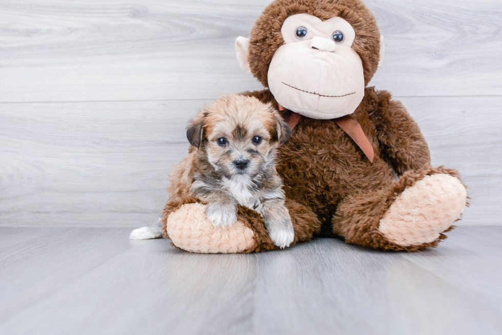 Sweet Morkie Baby