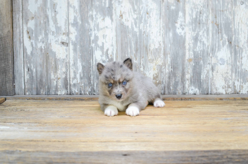 Small Pomsky Baby