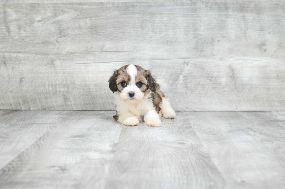 Cute Cavapoo Baby