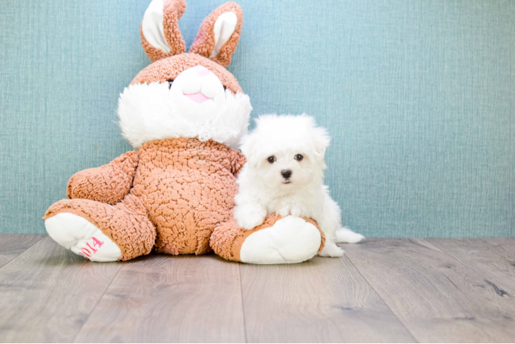 Hypoallergenic Maltese Purebred Pup