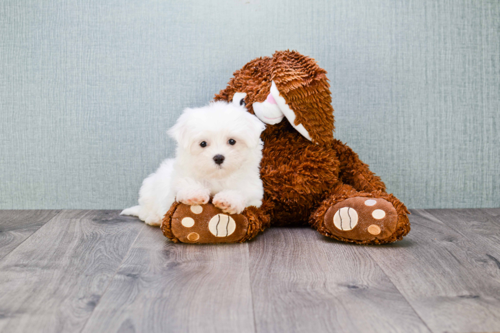 Friendly Maltese Baby