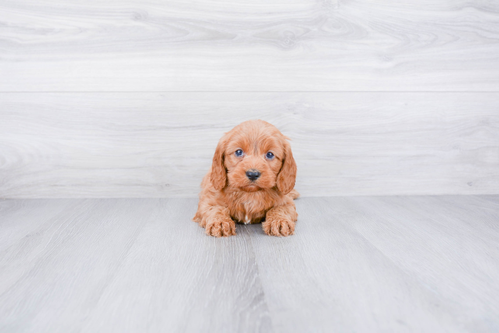 Cavapoo Puppy for Adoption