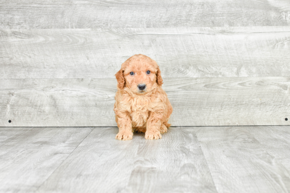 Mini Goldendoodle Puppy for Adoption