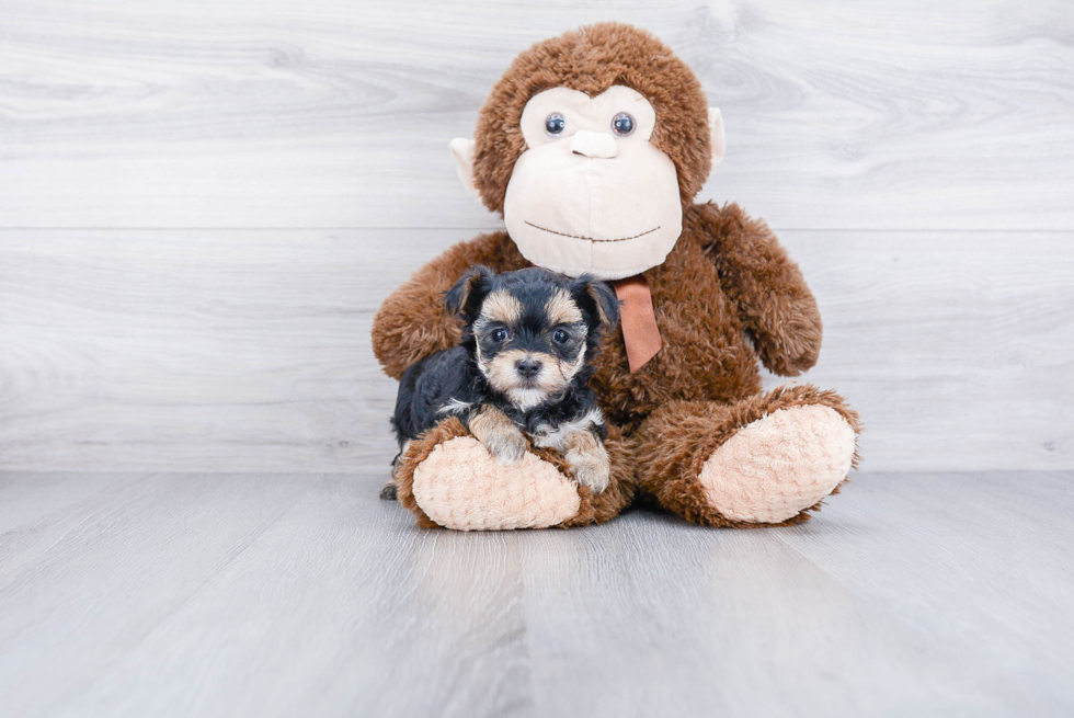 Morkie Puppy for Adoption