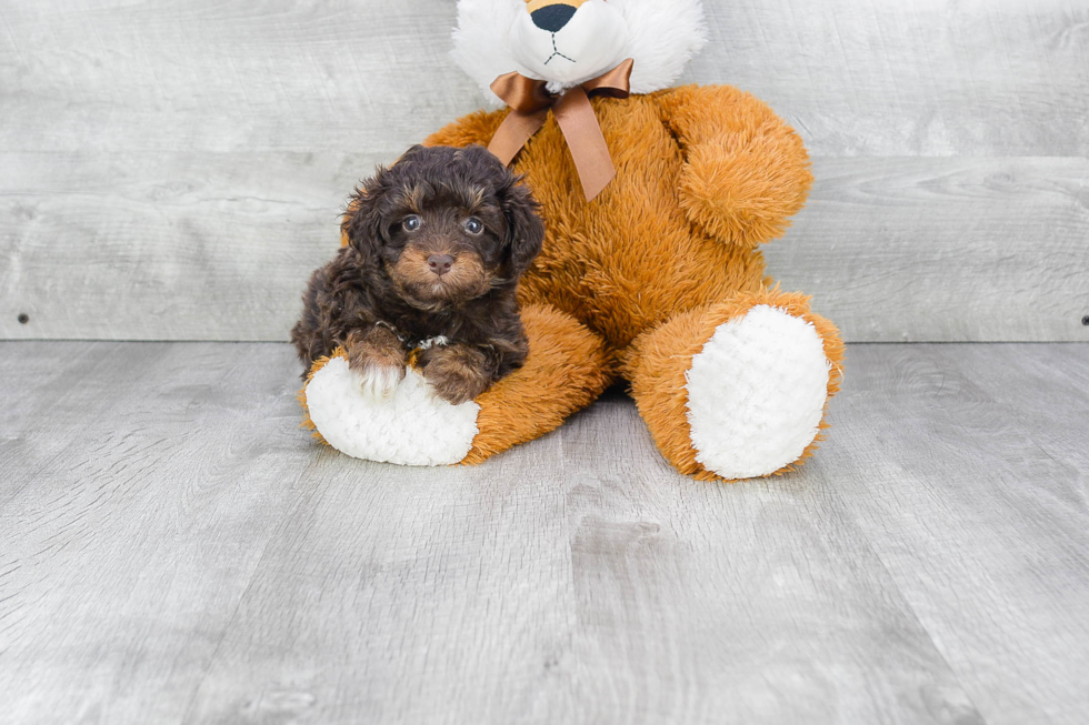 Friendly Mini Aussiedoodle Baby