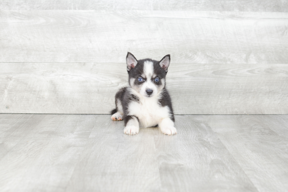 Playful Mini Husky Designer Puppy