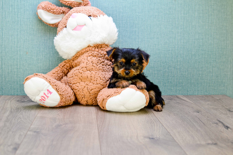 Meet  Joey - our Yorkshire Terrier Puppy Photo 