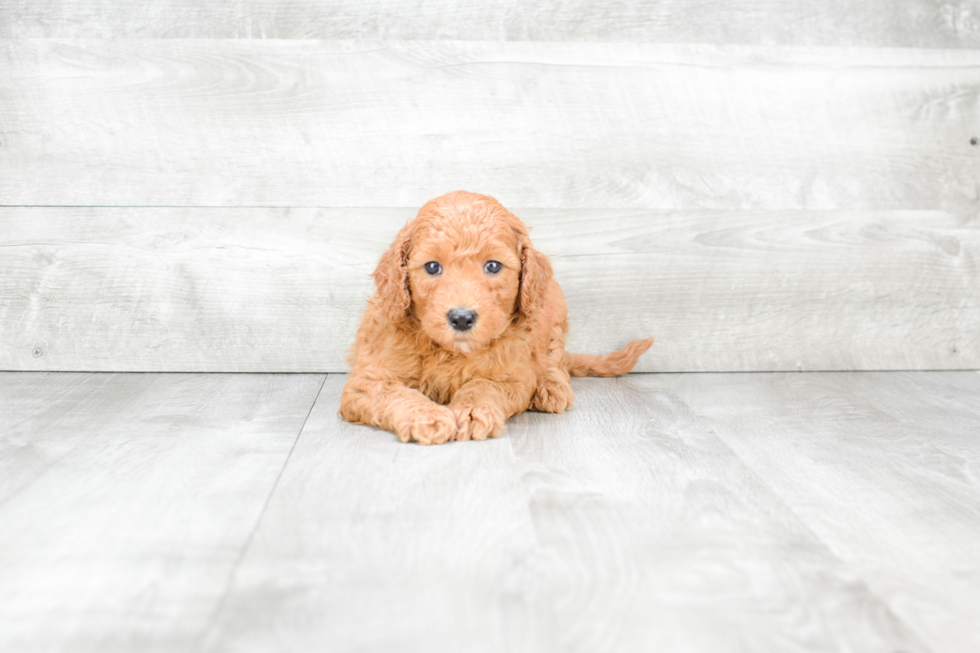 Mini Goldendoodle Puppy for Adoption