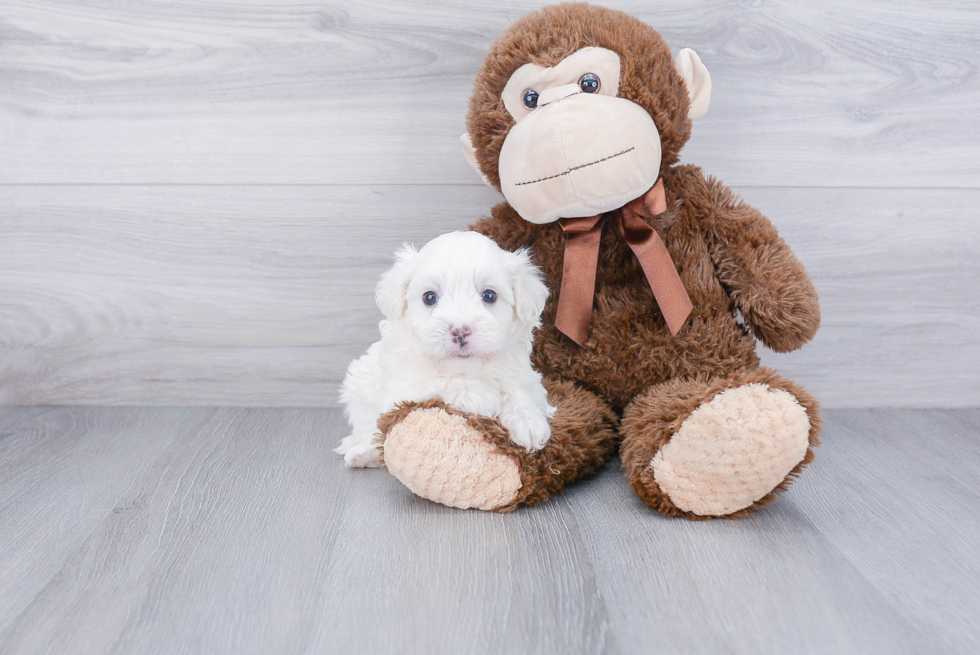 Little Havanese Baby