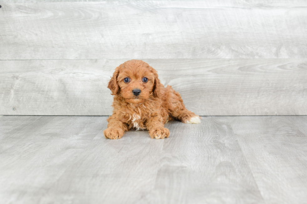 Smart Cavapoo Poodle Mix Pup