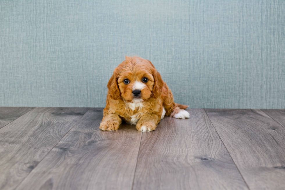 Best Cavapoo Baby