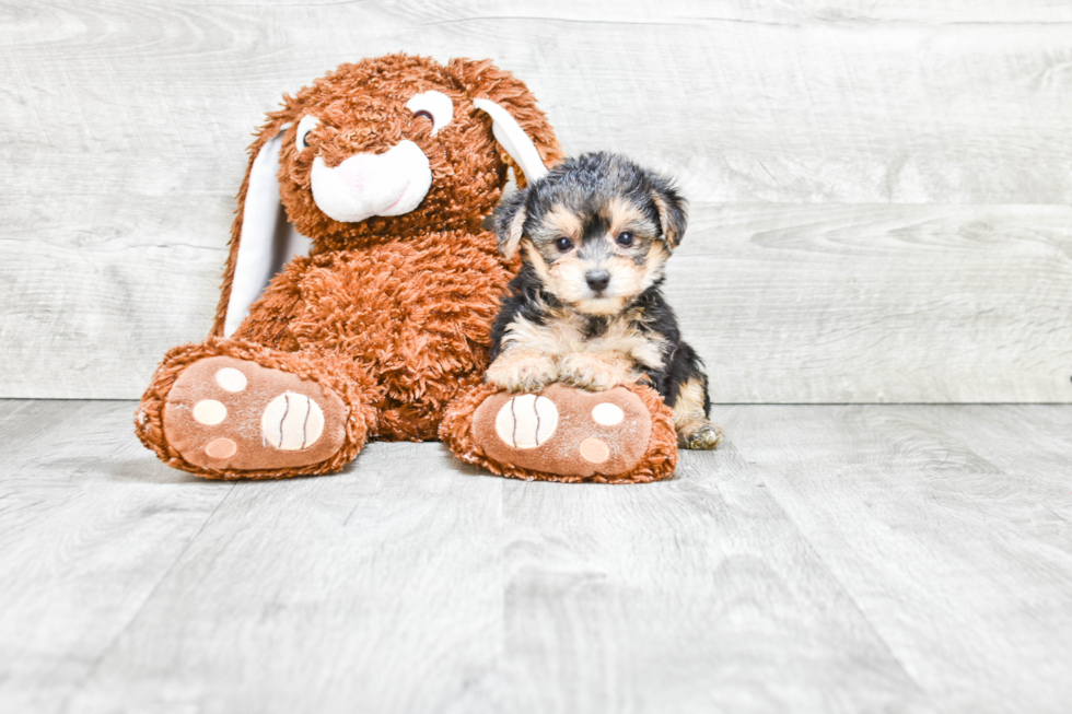 Happy Morkie Baby