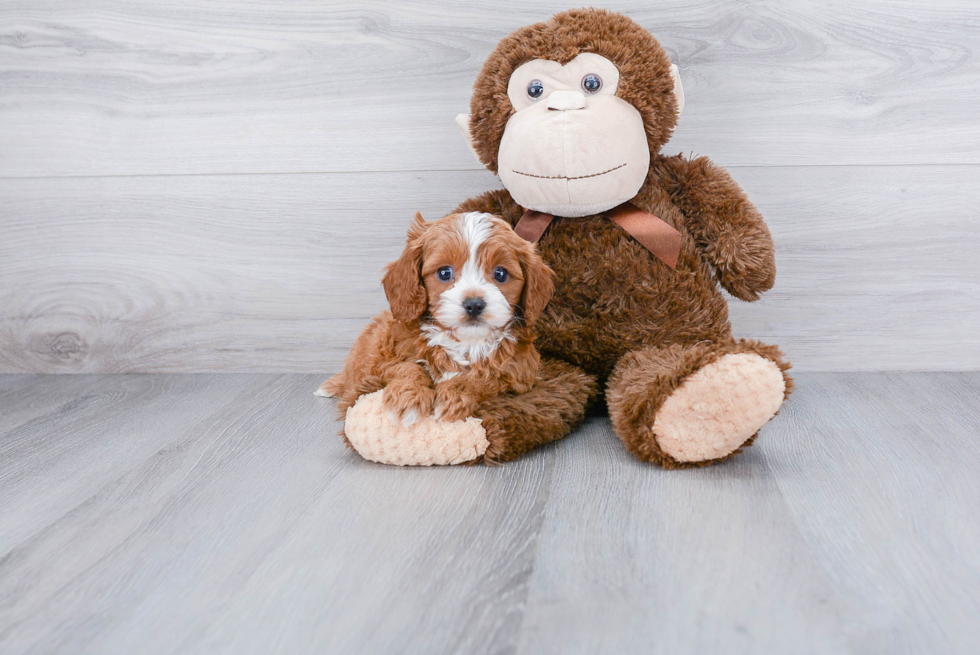 Cavapoo Pup Being Cute