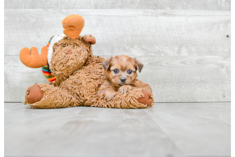 Shorkie Pup Being Cute