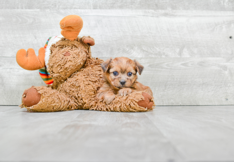 Shorkie Pup Being Cute