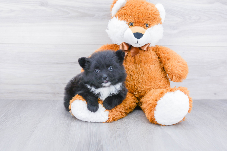 Adorable Pomeranian Purebred Puppy