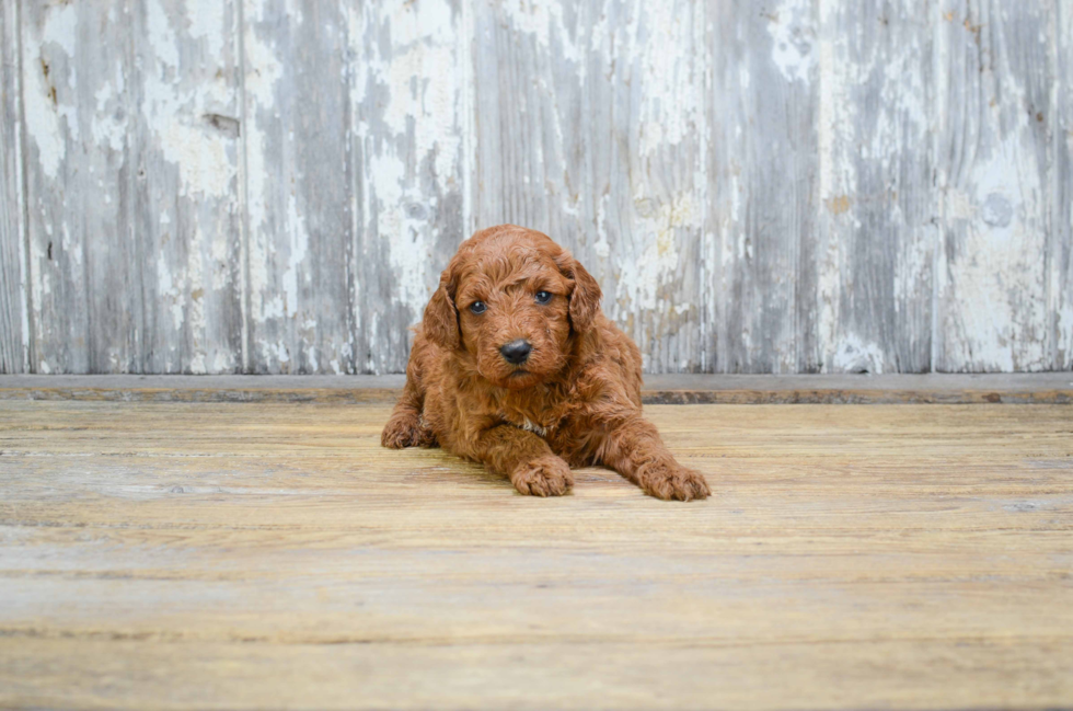 Mini Goldendoodle Pup Being Cute