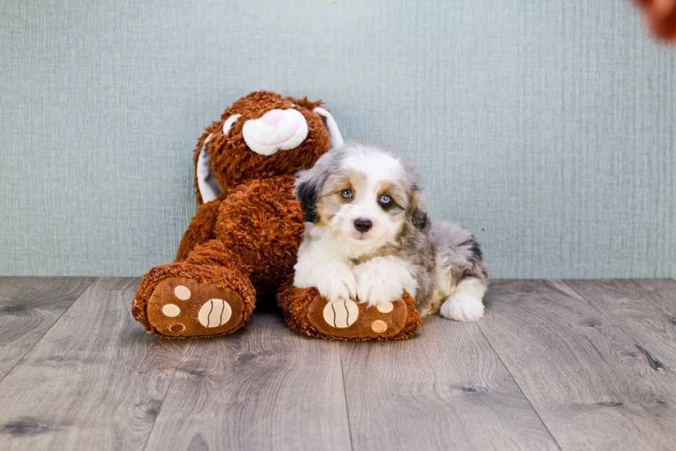 Smart Mini Aussiedoodle Poodle Mix Pup