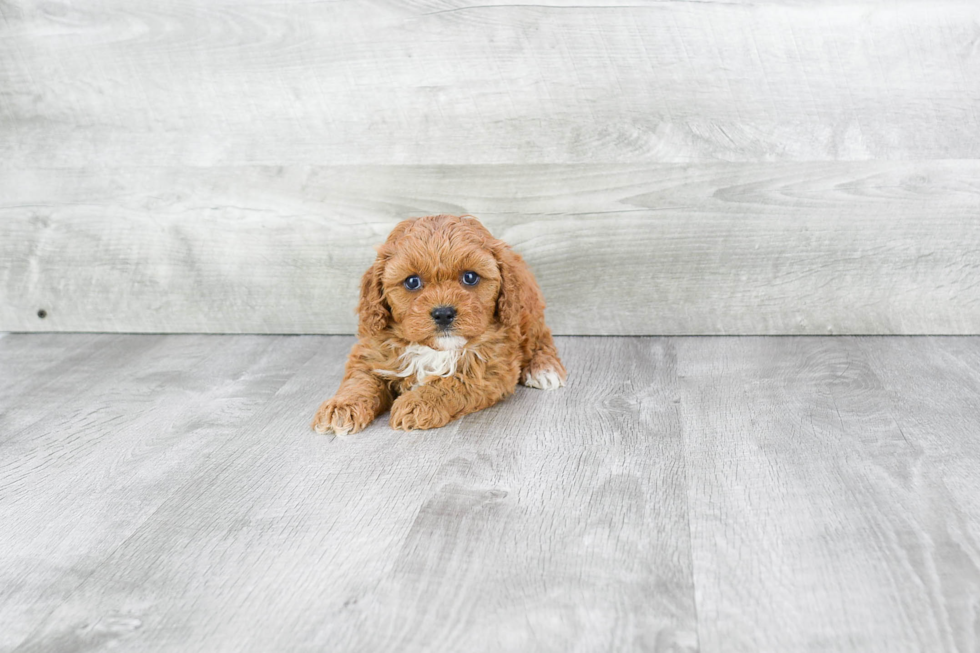 Funny Cavapoo Poodle Mix Pup