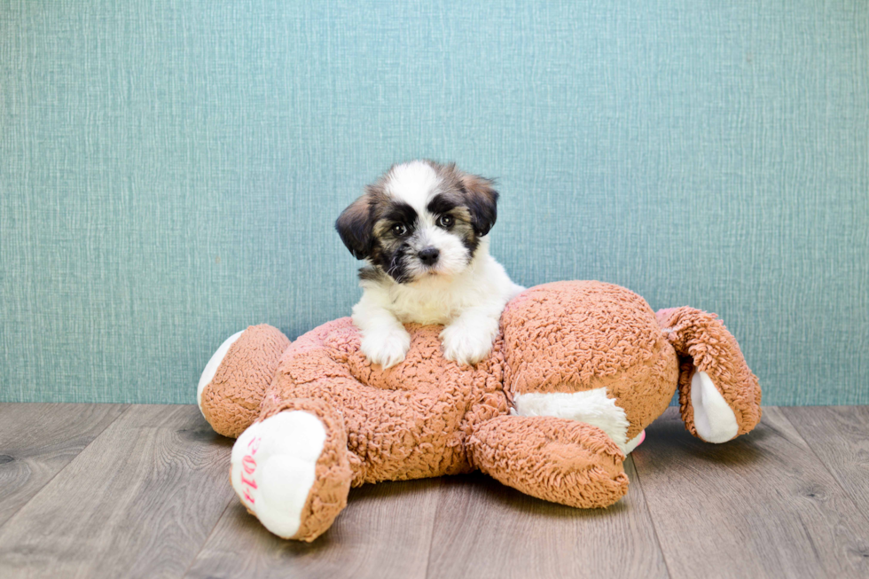 Havanese Puppy for Adoption