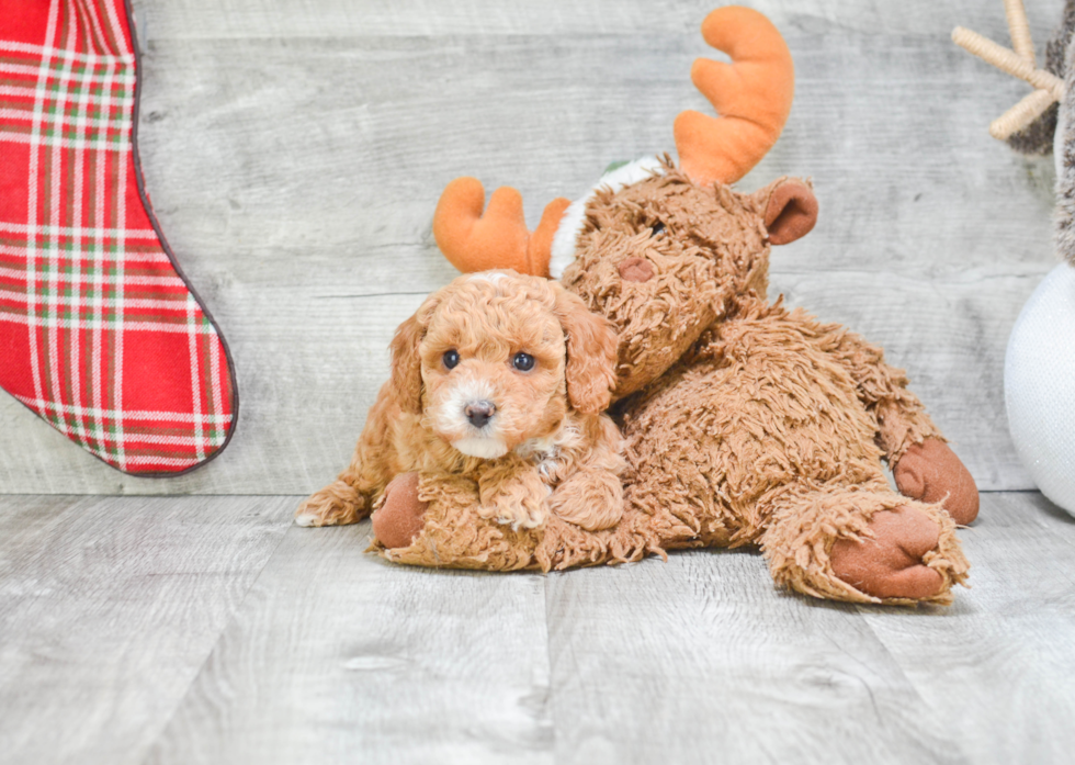 Poodle Puppy for Adoption