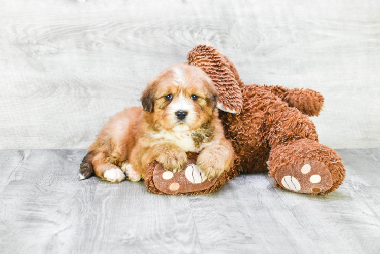 Energetic Bernadoodle Poodle Mix Puppy