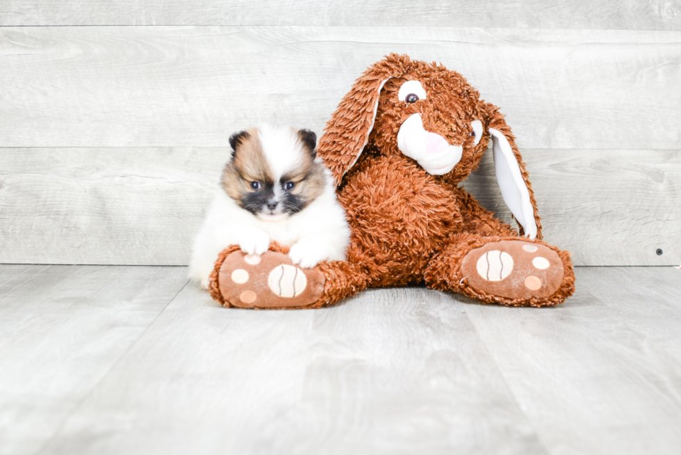 Fluffy Pomeranian Purebred Puppy