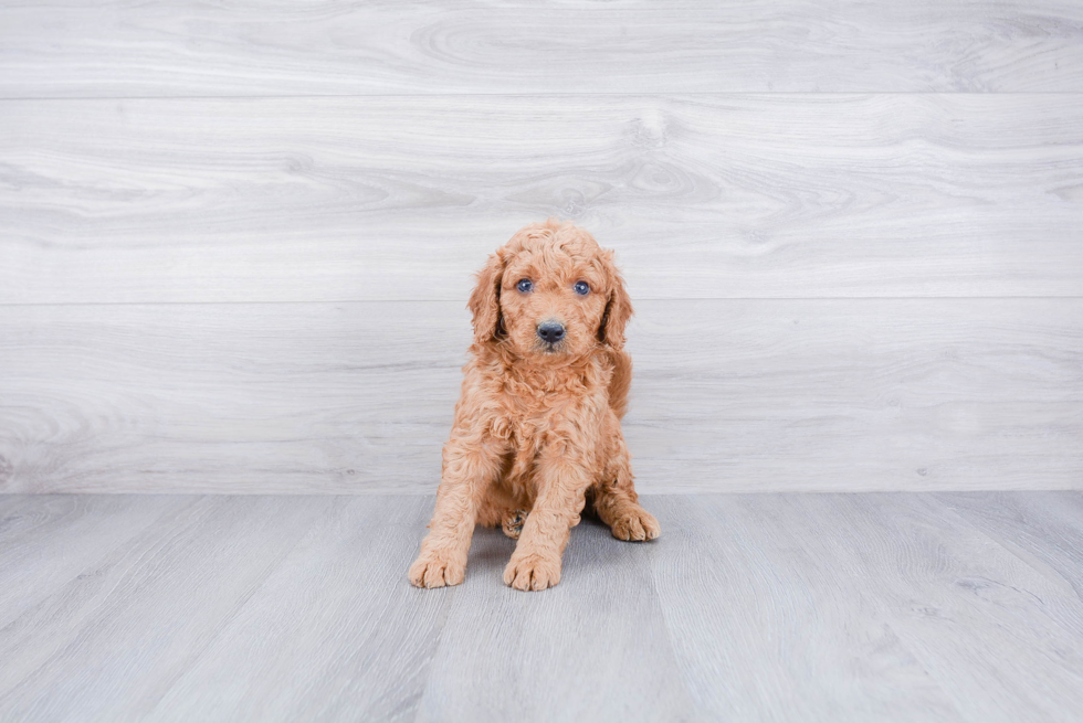 Mini Goldendoodle Pup Being Cute