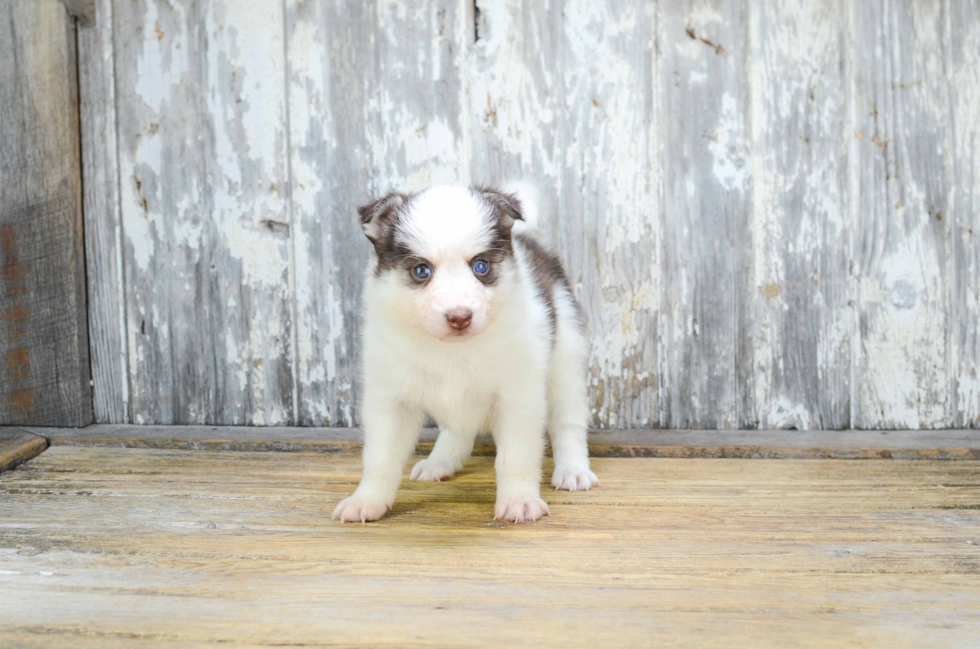 Pomsky Puppy for Adoption