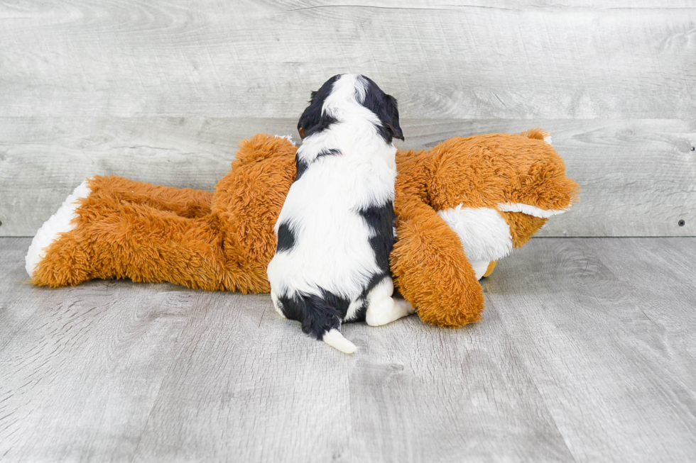 Friendly Cavalier King Charles Spaniel Baby