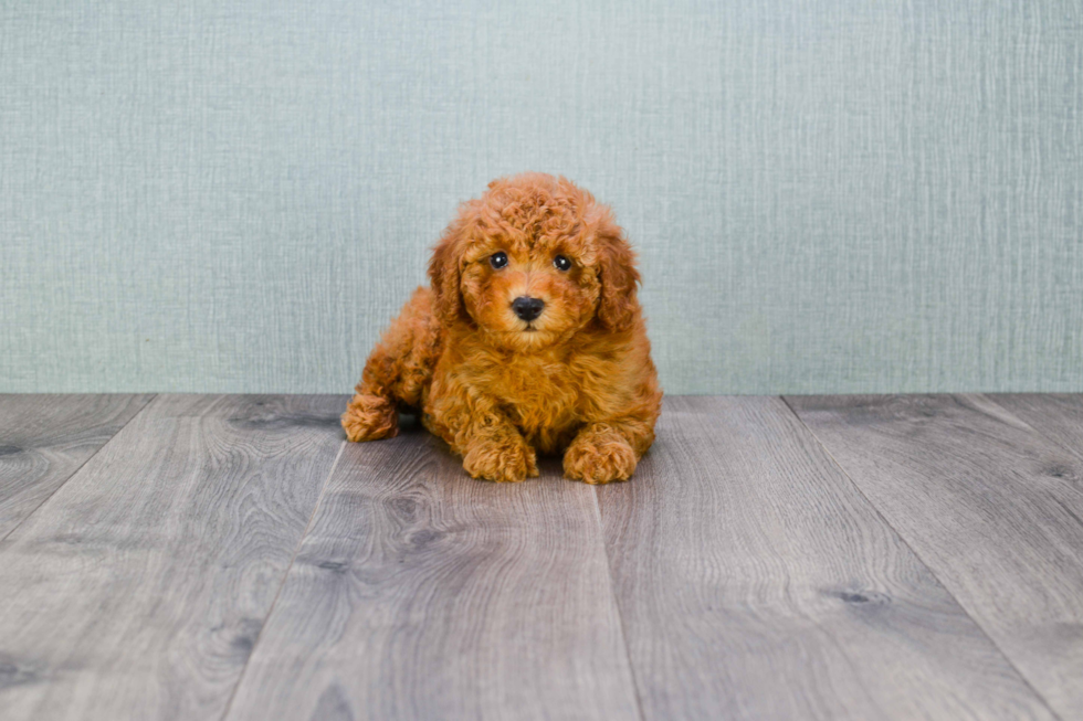 Cavapoo Puppy for Adoption