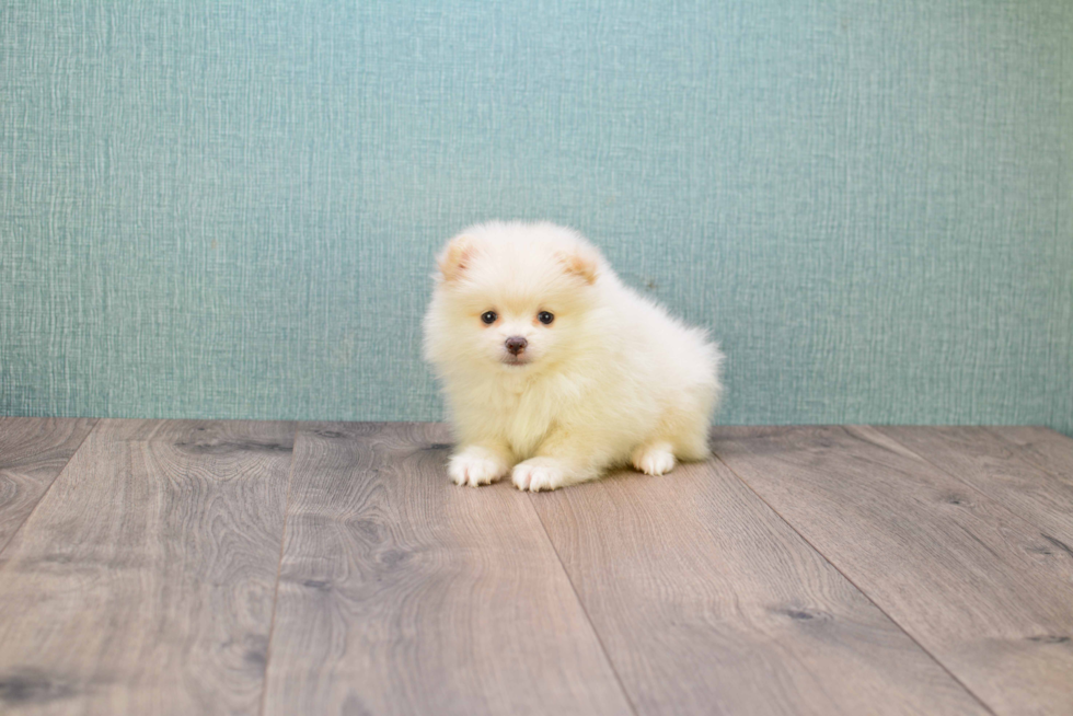 Little Pomeranian Baby