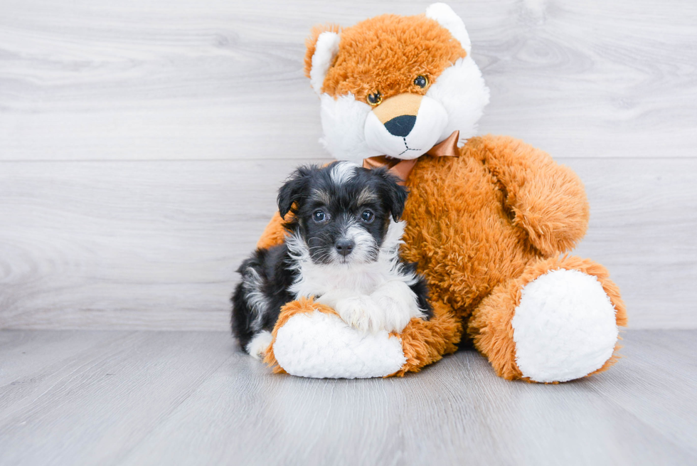 Playful Aussiepoo Poodle Mix Puppy