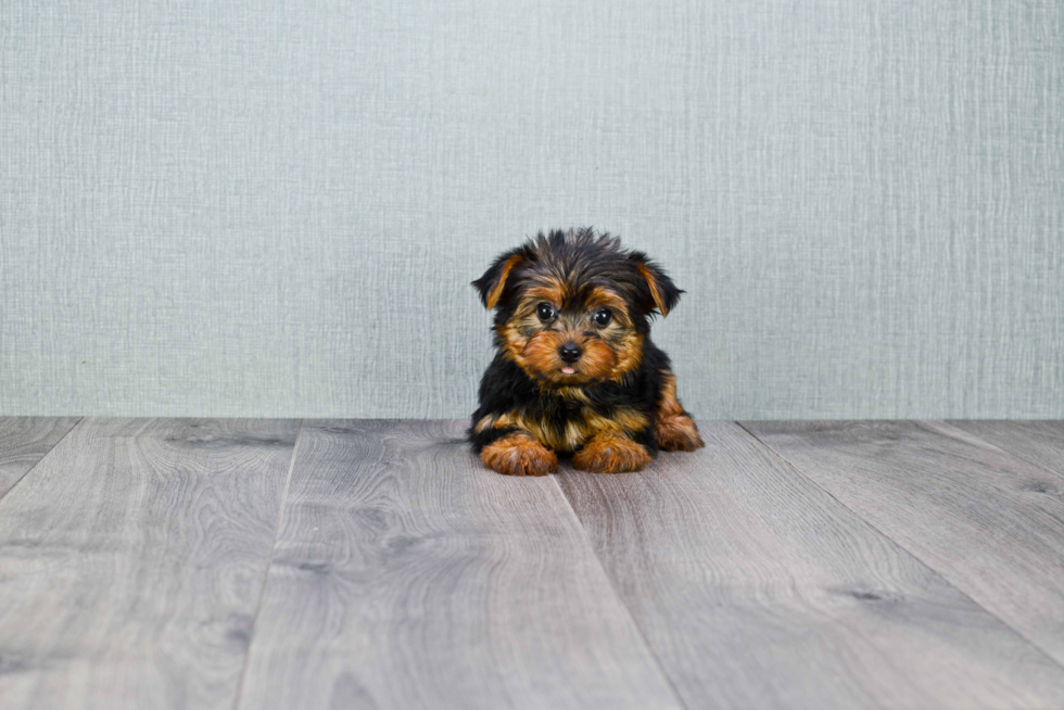 Meet Timmy - our Yorkshire Terrier Puppy Photo 