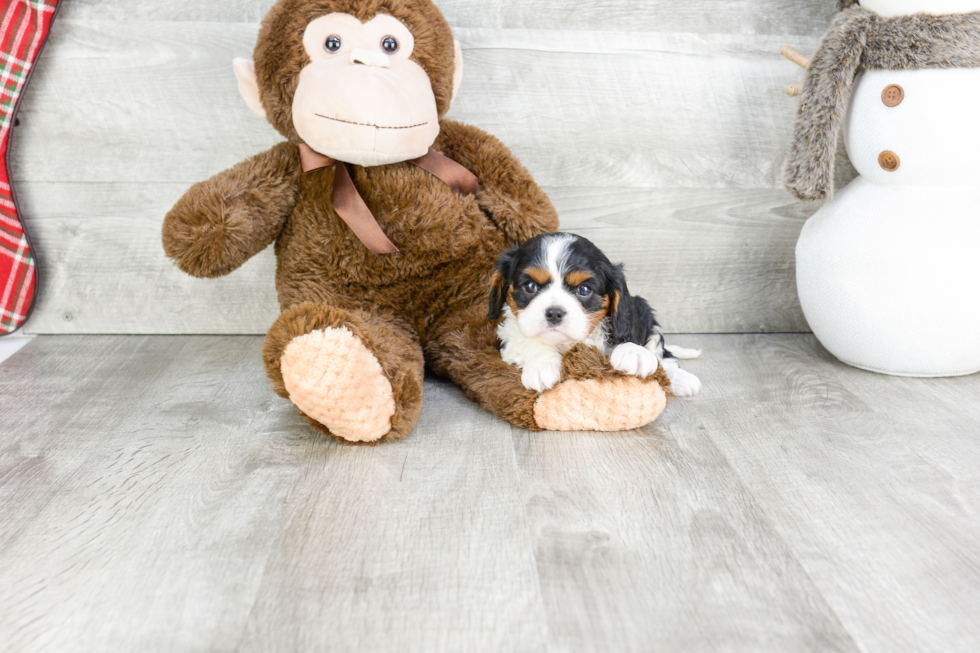 Funny Cavalier King Charles Spaniel Purebred Pup