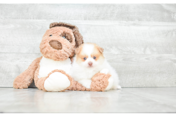 Playful Pomeranian Baby