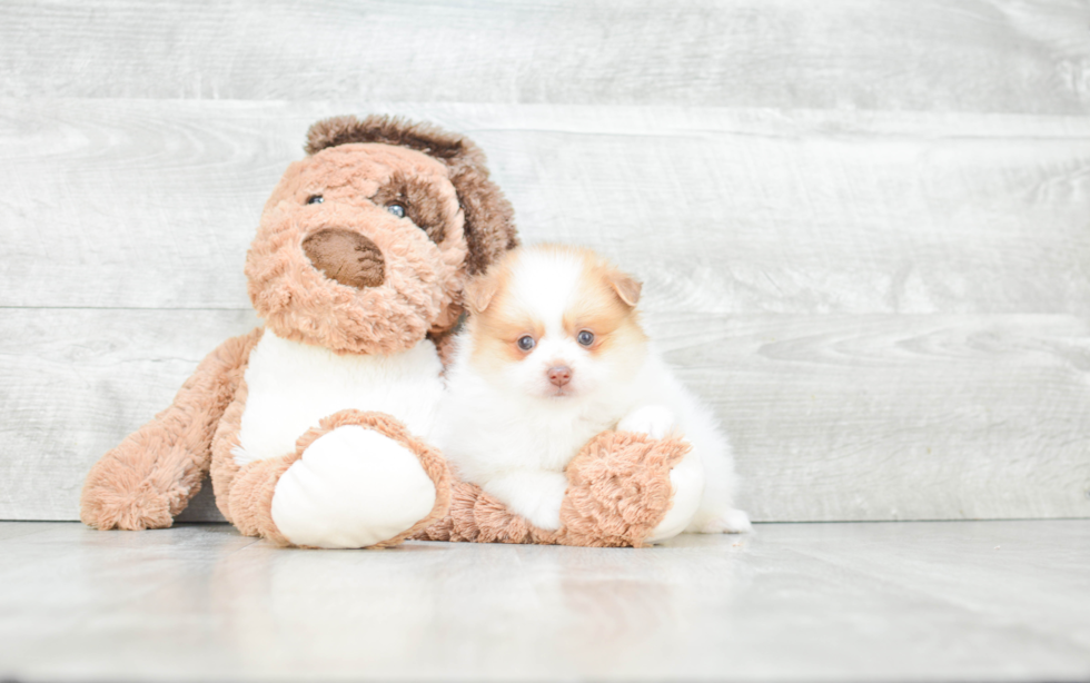 Playful Pomeranian Baby