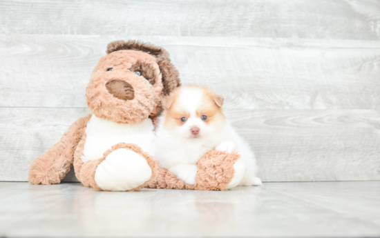 Playful Pomeranian Baby