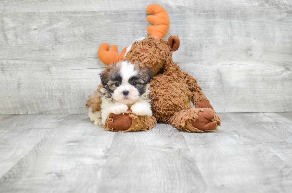 Energetic Shichon Designer Puppy