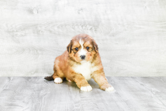 Cute Mini Bernedoodle Baby