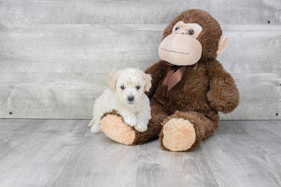 Maltipoo Puppy for Adoption