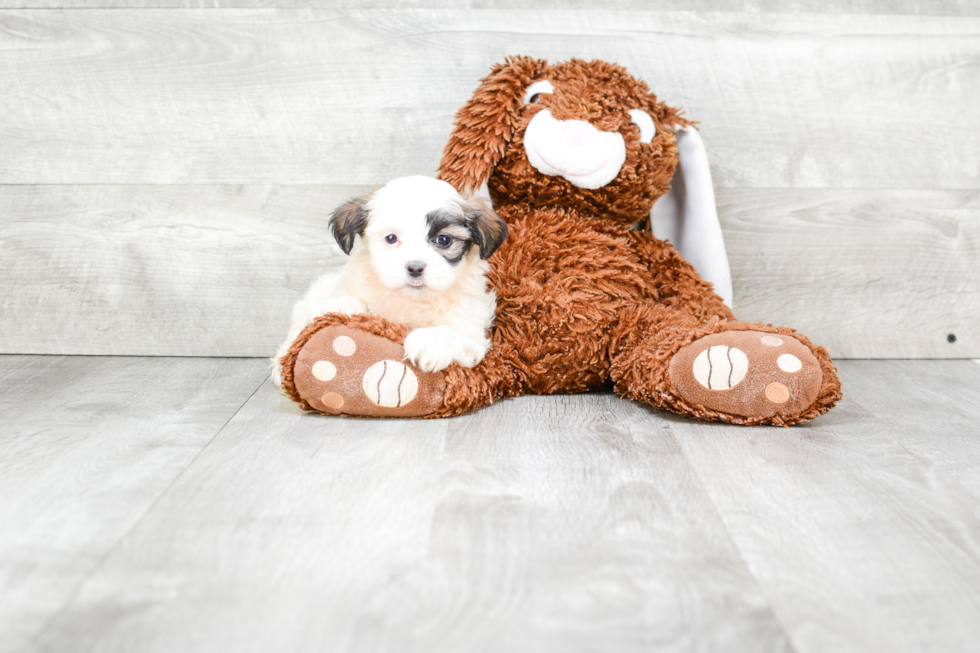 Teddy Bear Pup Being Cute