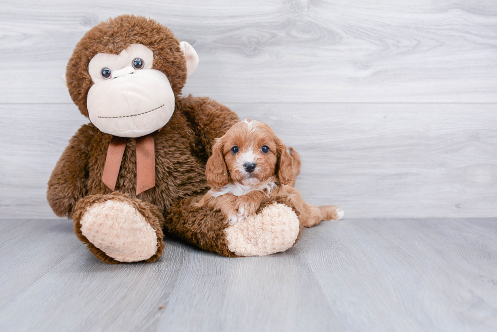 Small Cavapoo Baby